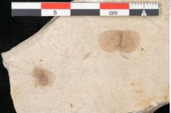 Foto (Detailansicht) von Terminalia sp. (NHMW-GEO-2024-0188-11465)